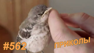 Приколы октябрь 2019 №562
