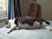 Yulia Piétremont фотография #24 (источник - https://vk.com/id926902)