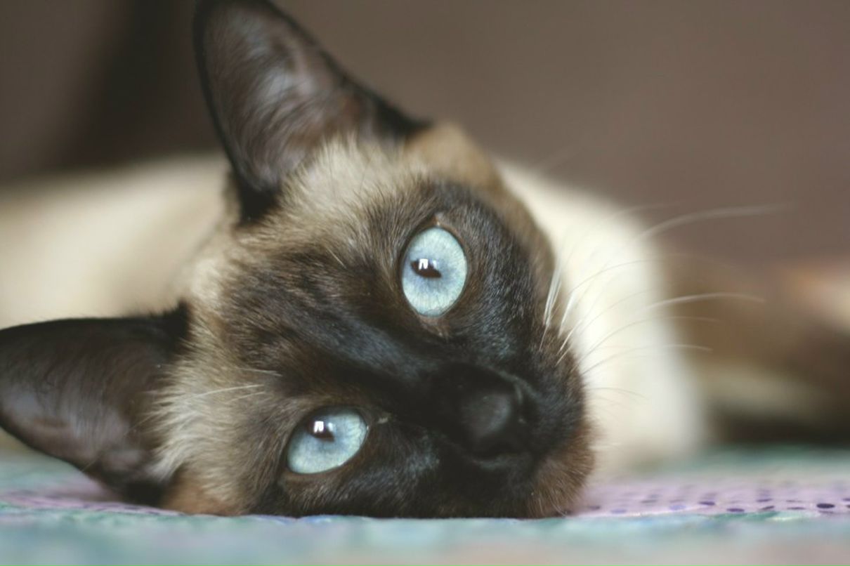 Николай Рипаков фотография #42