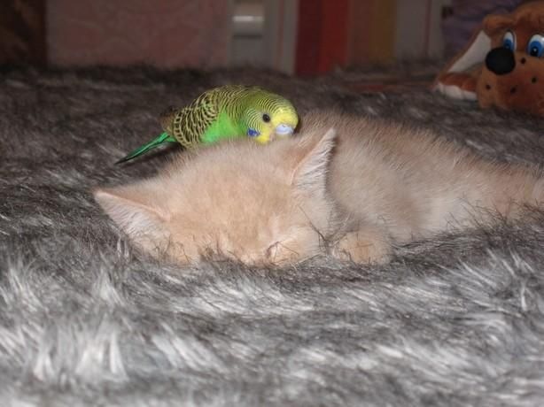 Санька Митков фотография #8