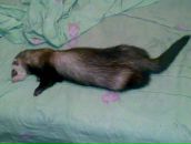 Фотография Никоненко Дмитрия