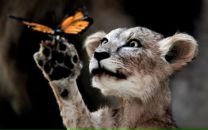 Алена ... фотография #39 (источник - https://vk.com/id60661452)