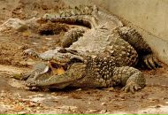 Антоха ++ фотография #13 (источник - https://vk.com/id144712253)