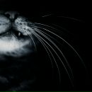 Фотография Котовой Юлии