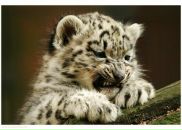 Фотография Волошиной Светланы