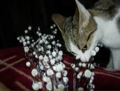 Фотография Кошечки Любови