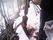 Міша Німец фотография #1