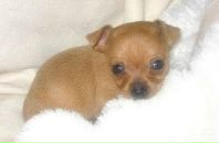 Ельвіра Довгель фотография #14 (источник - https://vk.com/id57731986)