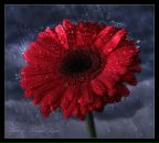 Фотография Люперсольских Натальи