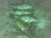 Толік Скрипка фотография #20 (источник - https://vk.com/id101438038)