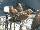 Юрій Боб'як фотография #21 (источник - https://vk.com/id98623996)