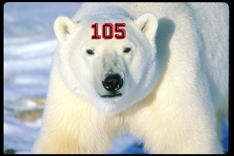 Антон Гвардеец фотография #3