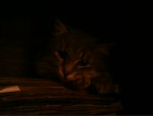 Гордій Гринько фотография #32 (источник - https://vk.com/id92485306)