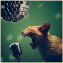 Фотография Salnikov Petr