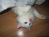 Фотография Павловой Любы