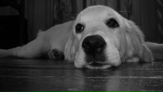 Фотография Гостищевой Галины