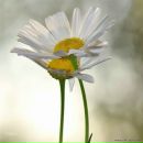 Фотография Касьян Анны