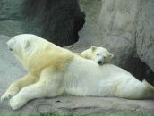 Елена Иванова фотография #1