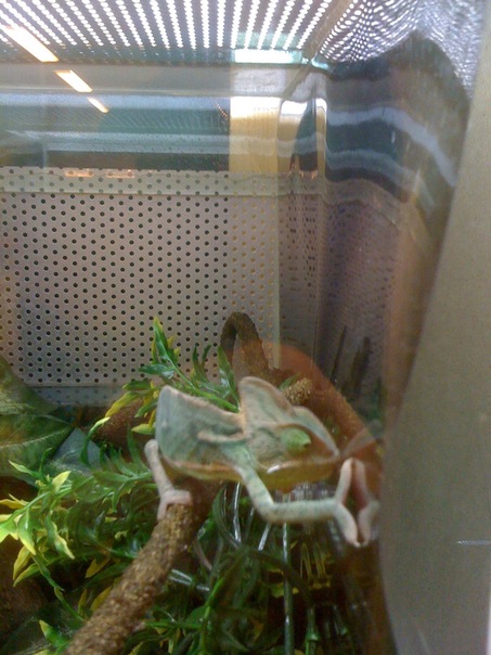 Imp Imp фото №15