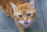 Таня Ребік фотография #25 (источник - https://vk.com/id84622963)