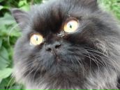 Наталія Мусієнко фотография #11 (источник - https://vk.com/id133081007)