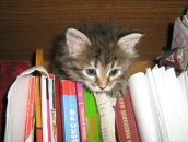 Фотография Гоголевой Маргариты