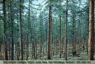 Борис Рыскин фотография #32 (источник - https://vk.com/id728324)