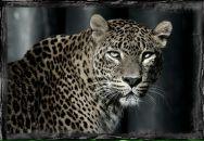 Фотография Stankevych Rostik