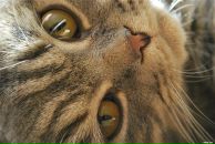 Фотография Мельникова Романа