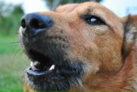 Анна Волкова фотография #18 (источник - https://vk.com/id389342)