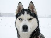 Назар Валовіна фотография #21 (источник - https://vk.com/id135989604)