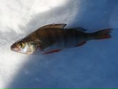 Антон Табаков фотография #45 (источник - https://vk.com/id5007755)