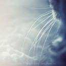 Христуська Андрійчак фотография #43 (источник - https://vk.com/id102494633)