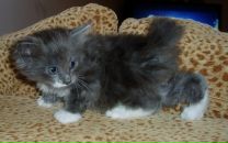 Фотография Антонов Никита