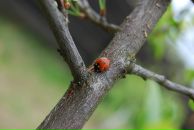 Фотография Черкасовой Ирины