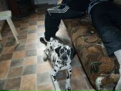 Фотография Мочалов Дмитрий