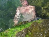 Фотография Добровского Алексея