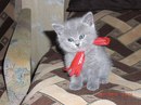 Серый Козлик фотография #17 (источник - https://vk.com/id850267)