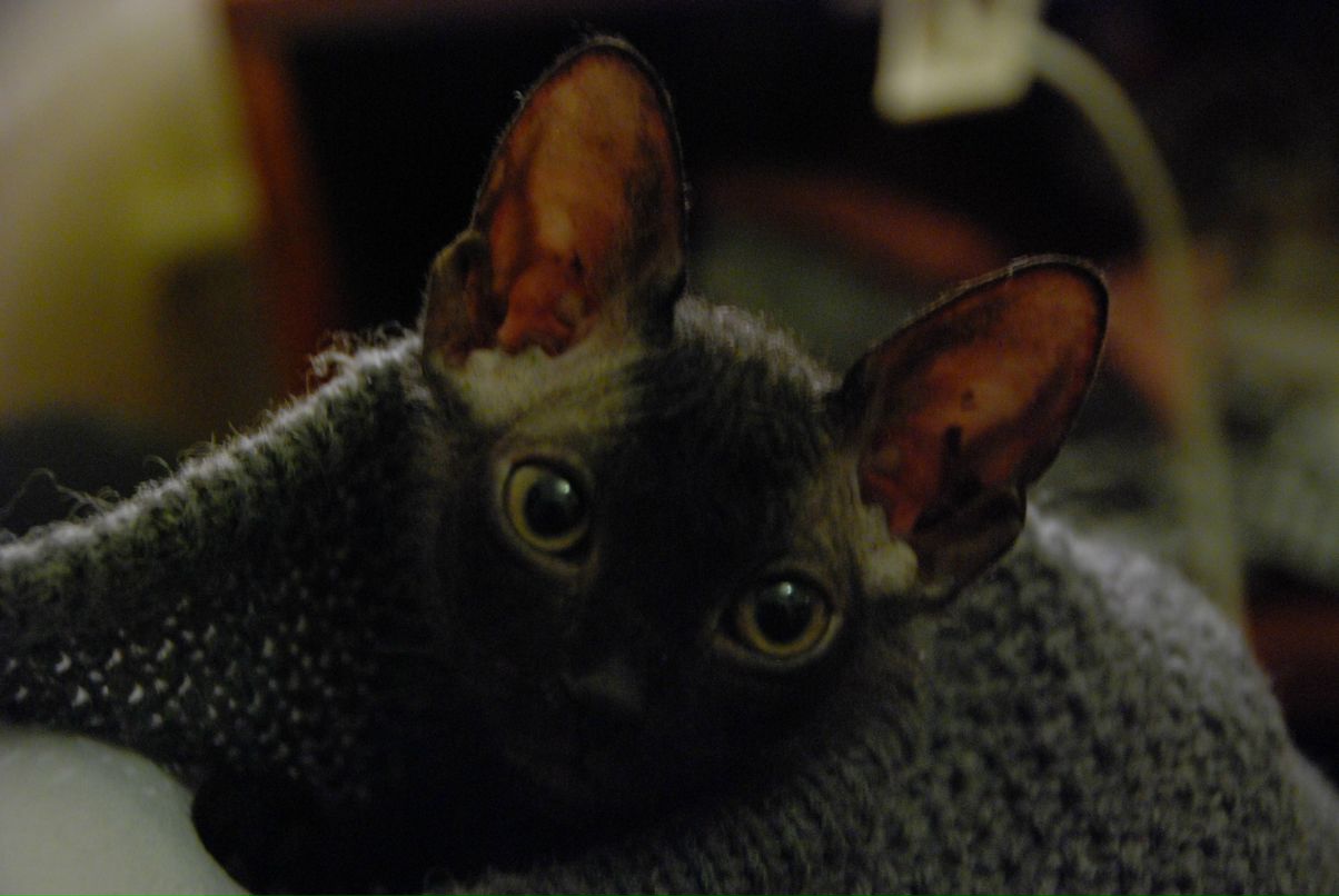 Даниил Стариченко фотография #34