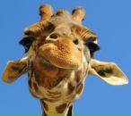 Фотография Шаминой Татьяны