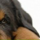 Олеся Матвійчук фотография #21 (источник - https://vk.com/id50923906)