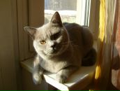 Светлана Светлана фотография #34 (источник - https://vk.com/id22917373)