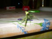 Фотография Гавриловой Татьяны