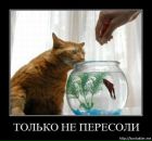 Алусік Мул фотография #47 (источник - https://vk.com/id125561275)