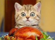 Дмитрий Тарасов фотография #40 (источник - https://vk.com/id468450)