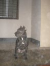 Сіма Сімона фотография #7 (источник - https://vk.com/id17108356)