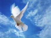 Фотография Ананенко Павла