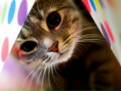 Фотография Дерево Как