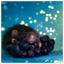 Фотография Паниной Евгении