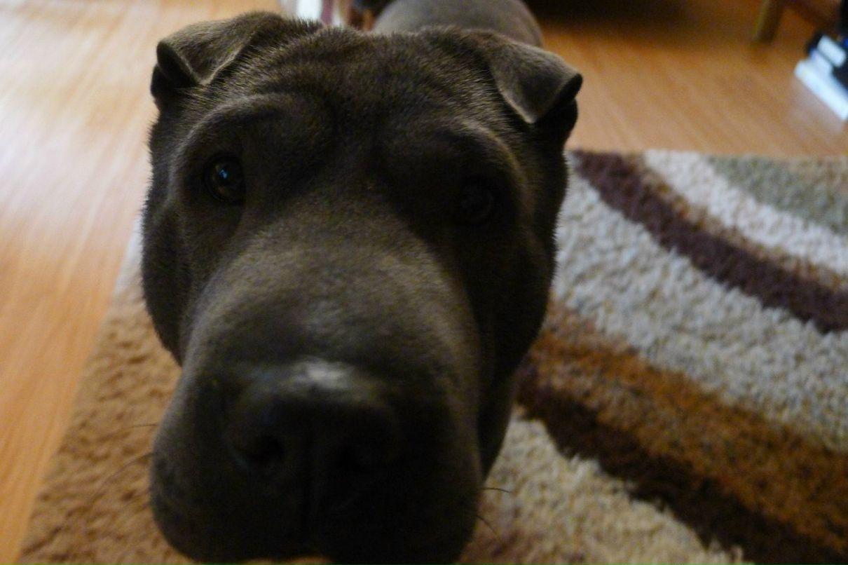 Tymur Newcomb фотография #27